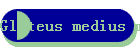 Gluteus medius minimus syndrome